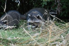 k_church_2194